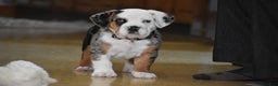 Mixed Breed dogs for sale: Cobalt - Ad 8