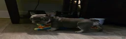 French Bulldog dogs for sale: Lil chunk - Ad 2
