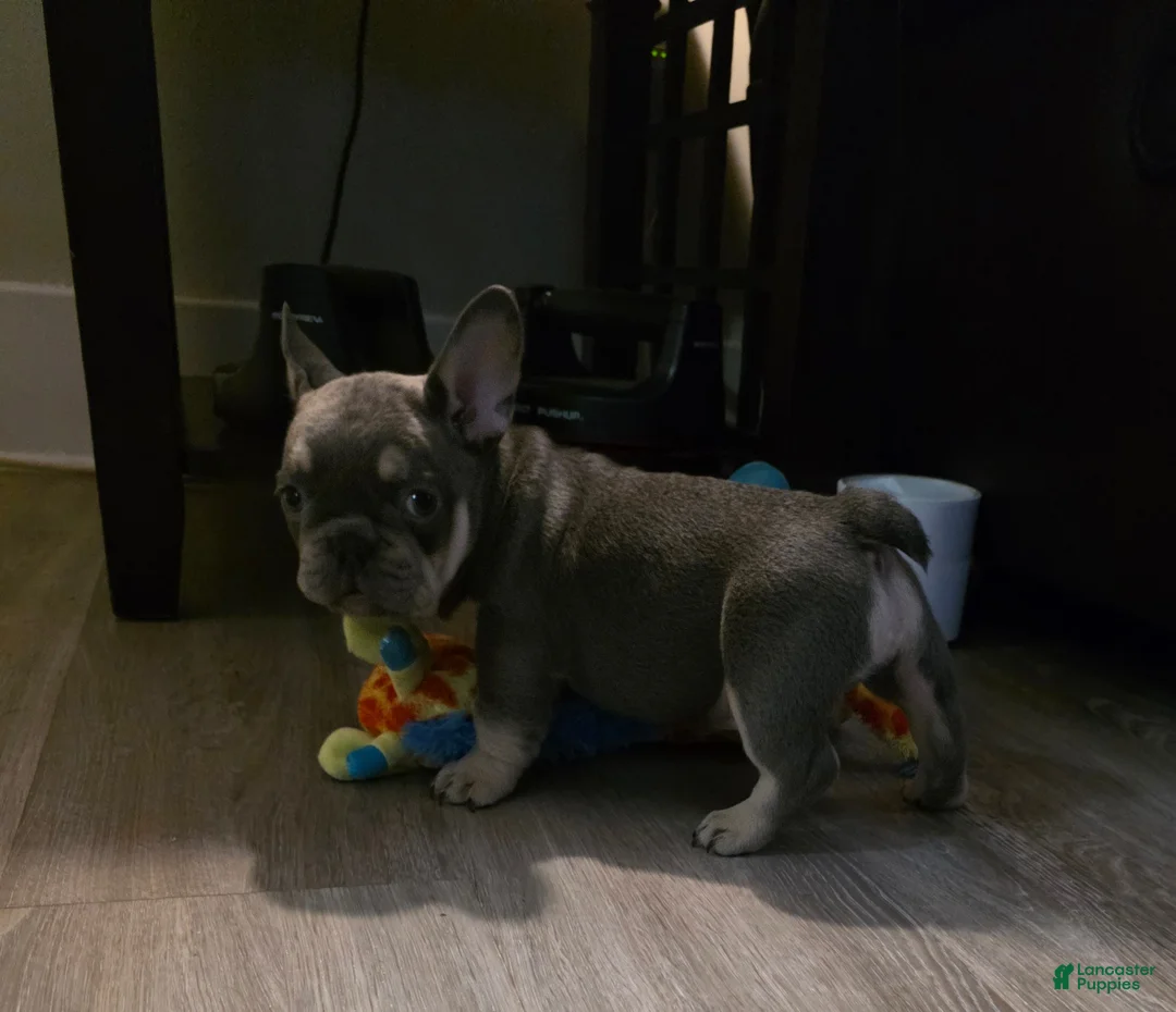 French Bulldog dogs for sale: Lil chunk - Ad 2