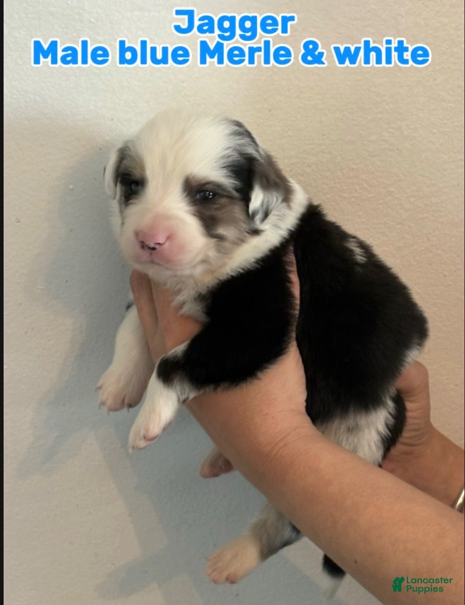 Australian Shepherd dogs Australian Shepherd Puppy 5 - Ad 31