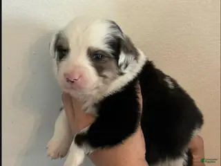 Australian Shepherd dogs Australian Shepherd Puppy 5 - Ad 31