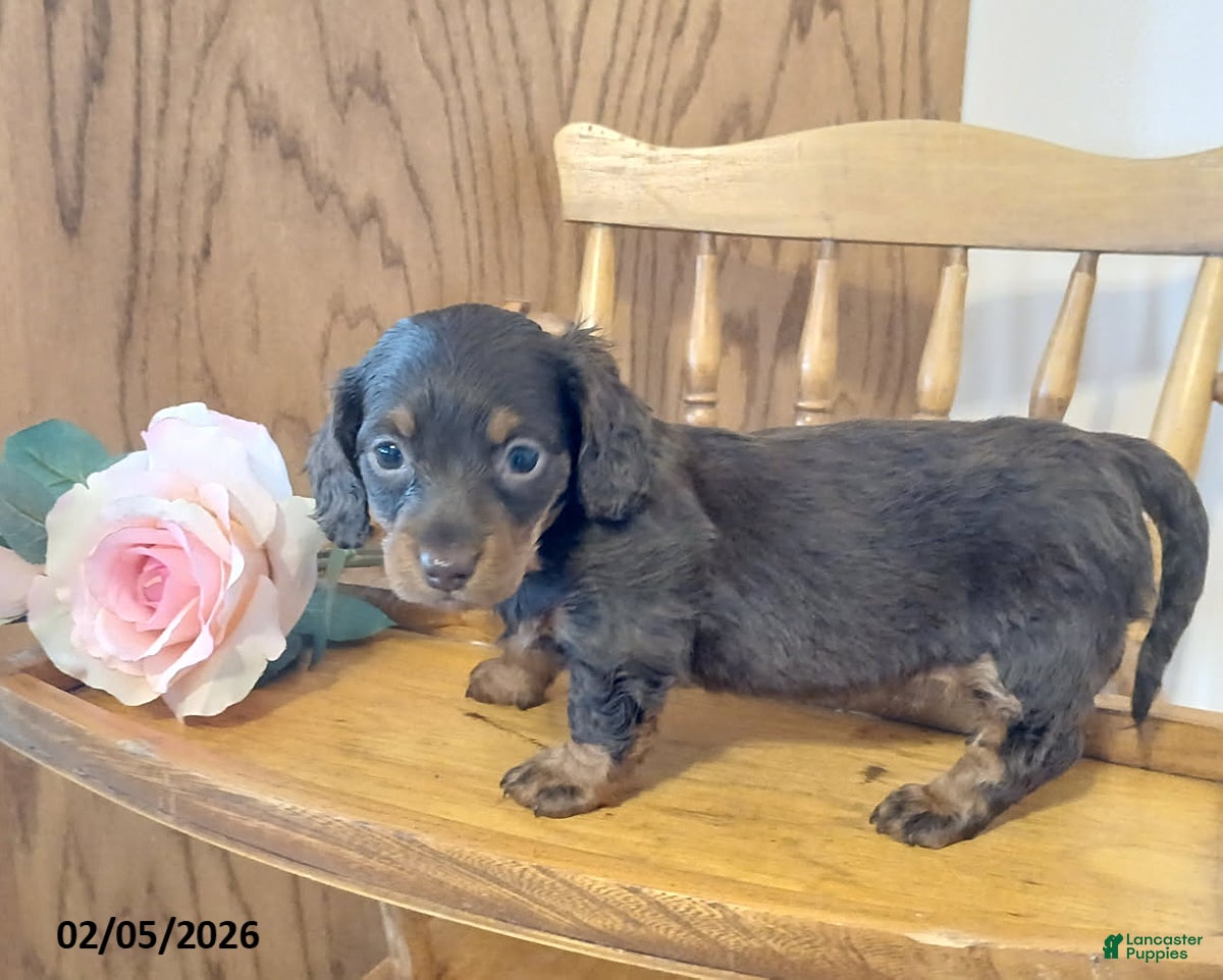Miniature Dachshund dogs Luvbug - Ad 30