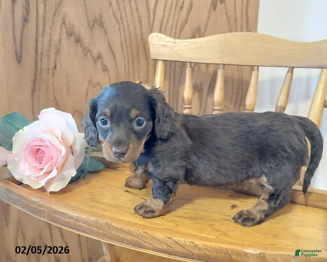 Miniature Dachshund dogs for sale: Luvbug - Ad 1
