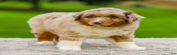 Miniature Australian Shepherd dogs for sale: Gavin - Ad 5