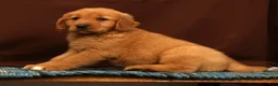 Golden Retriever dogs for sale: Grant - Ad 5
