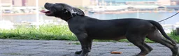 American Bully dogs for sale: Venus - Ad 4