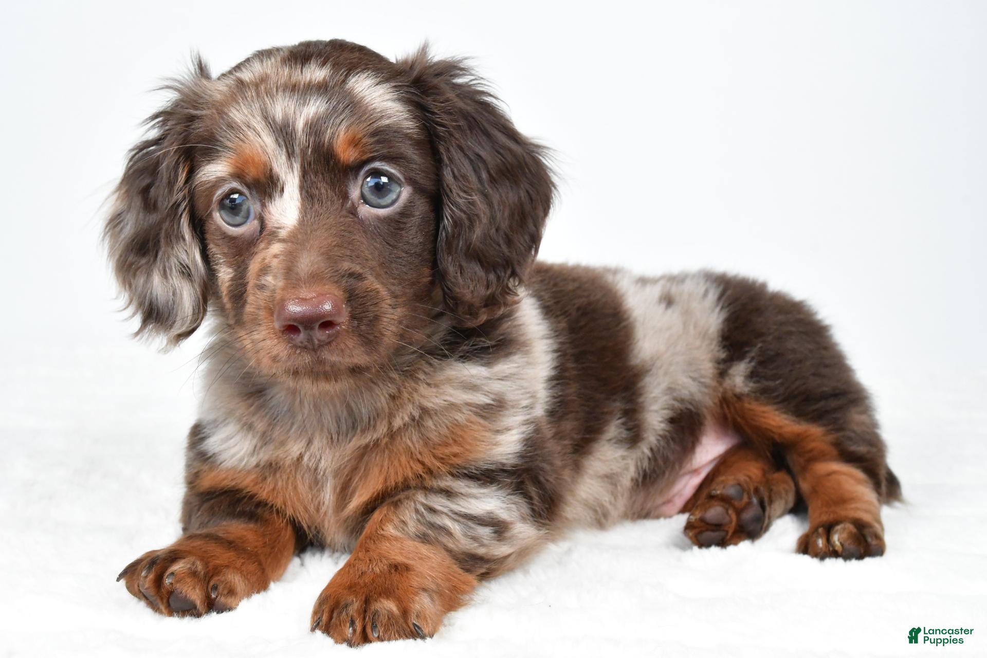 Miniature Dachshund dogs for sale: Freddy - Ad 1
