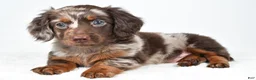 Miniature Dachshund dogs for sale: Freddy - Ad 1