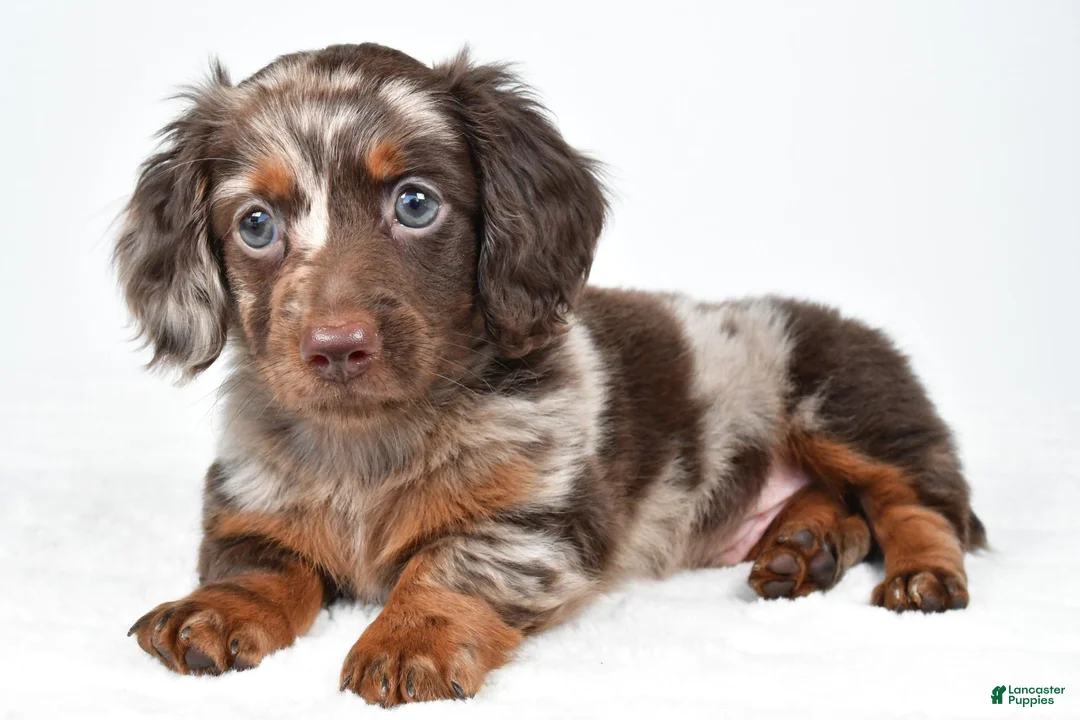 Miniature Dachshund dogs for sale: Freddy - Ad 1