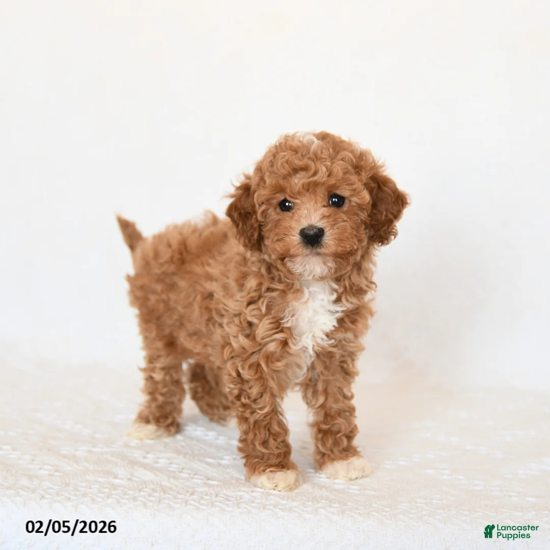Miniature Poodle dogs for sale: Hershey - Ad 4