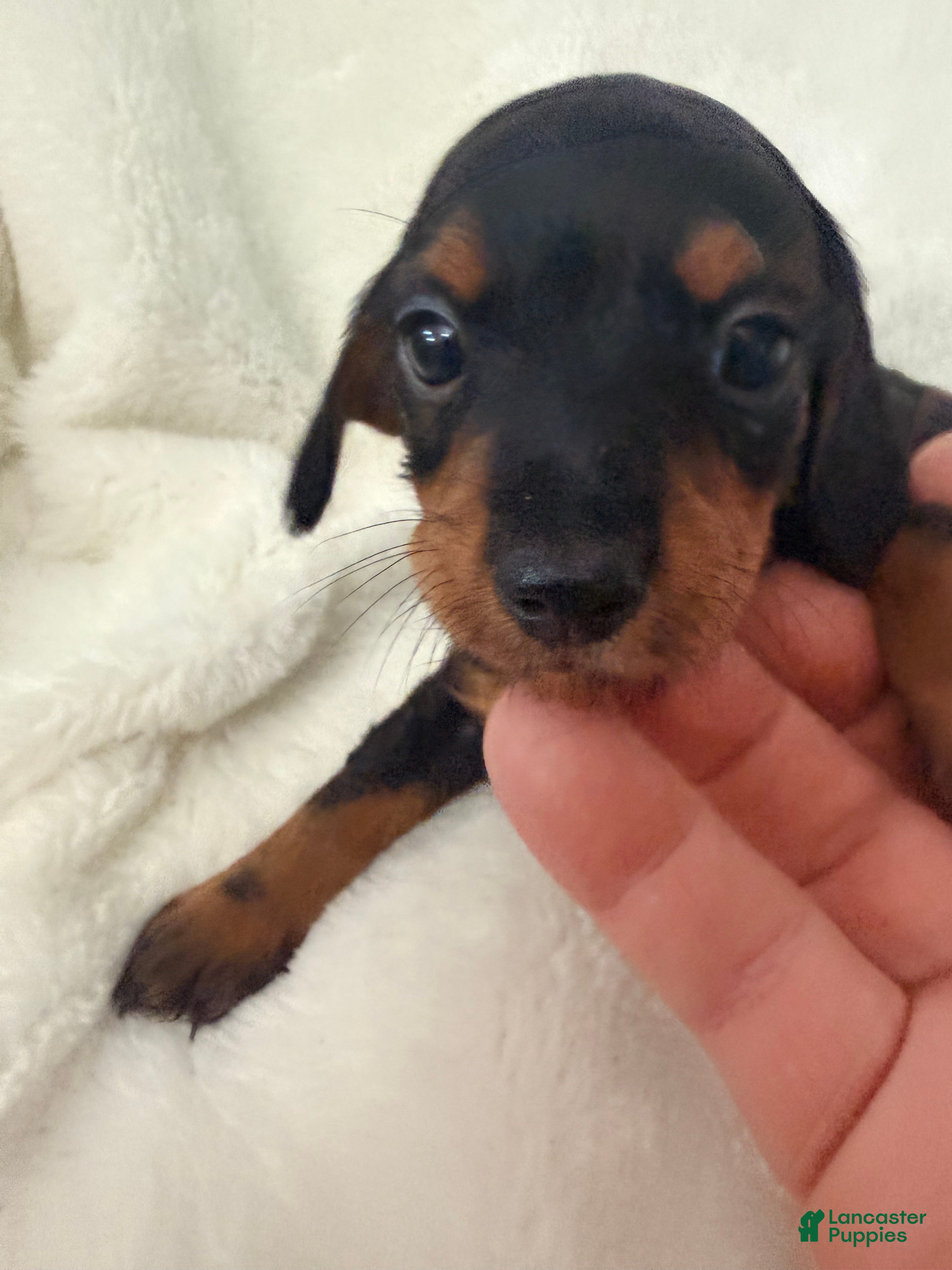 Dorkie dogs Sadie - Ad 2