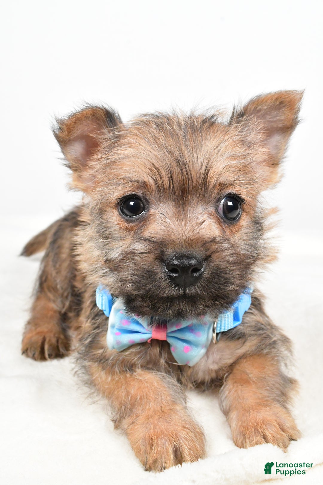 Cairn Terrier dogs for sale: Theodore - Ad 4