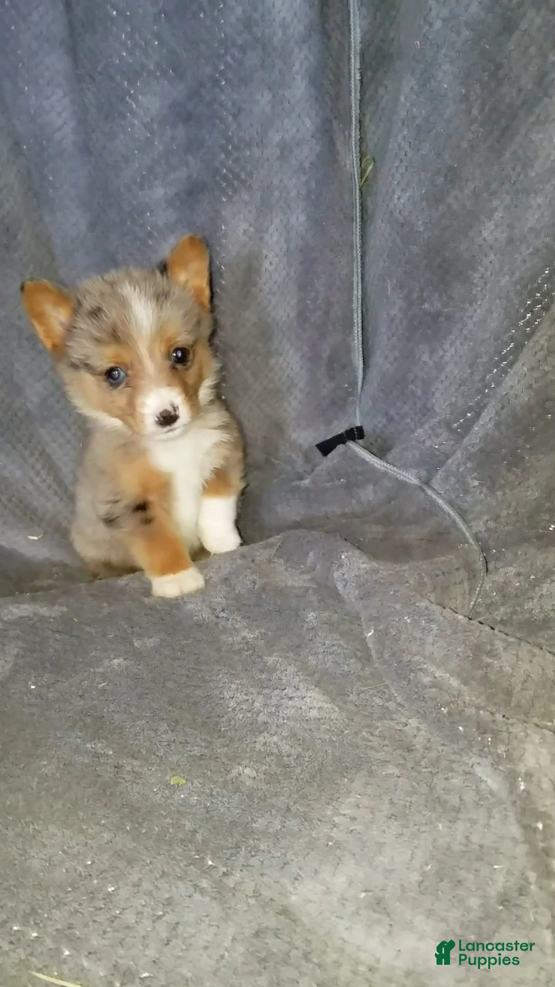 Mixed Breed dogs for sale: Alex - Ad 5