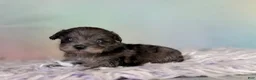 Schnoodle dogs for sale: Pipsqueak - Ad 7