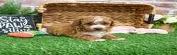 Mini Goldendoodle dogs for sale: Spaghetti - Ad 18