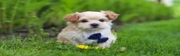 Maltipoo dogs for sale: Copper - Ad 9