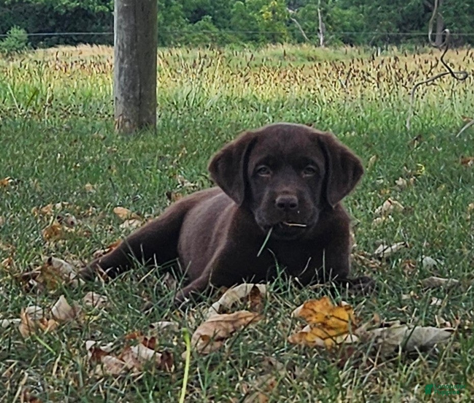 Labrador Retriever dogs Porsha - Ad 1