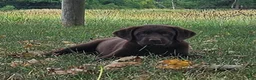 Labrador Retriever dogs for sale: Porsha - Ad 1