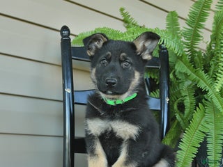 German Shepherd dogs - Ad 13