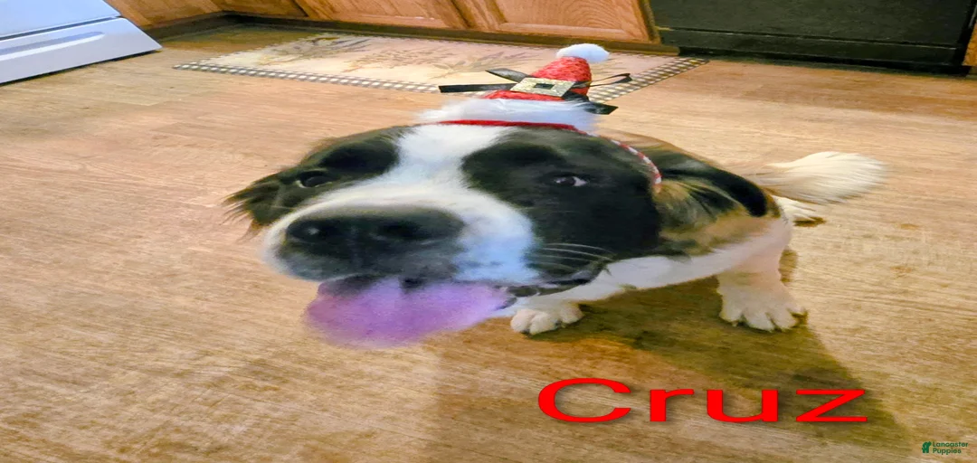 Gallery Image {{count}}