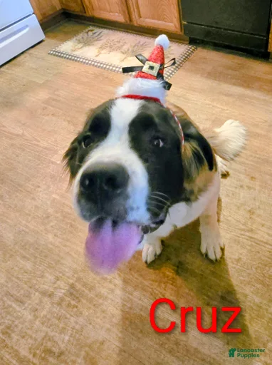 Gallery Image {{count}}