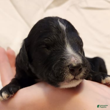 Mini Aussiedoodle dogs for sale: Trixie_Female Tri-Color Possible Phantom - Ad 2