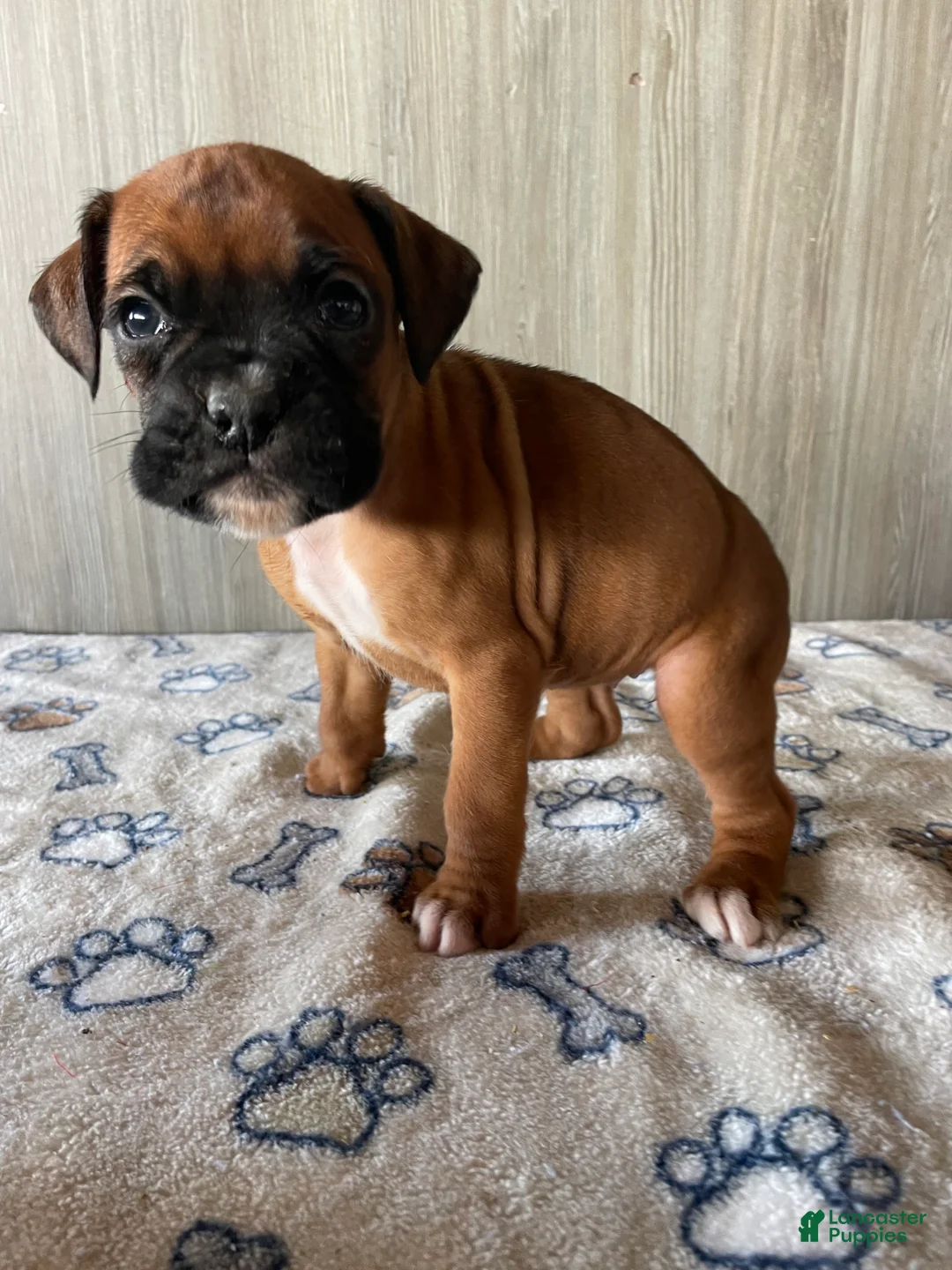 Boxer dogs for sale: Beauty - Ad 3