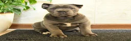 Cane Corso dogs for sale: Wren - Ad 3