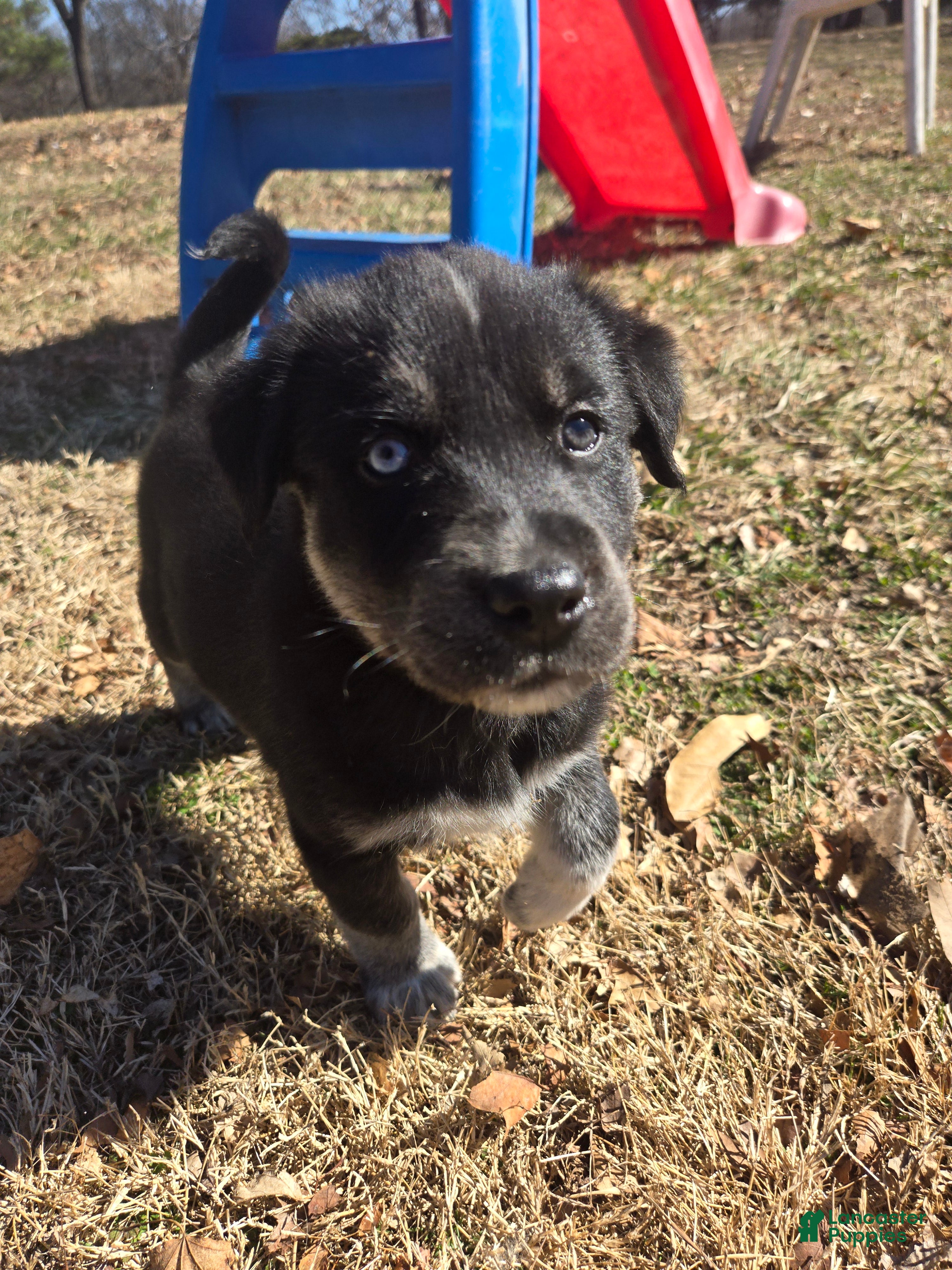 Goberian dogs Goberian gray Puppy 9 - Ad 7