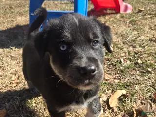 Goberian dogs Goberian gray Puppy 9 - Ad 7