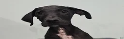 Great Dane dogs for sale: Black - Ad 4