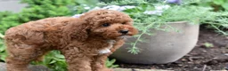 Miniature Poodle dogs for sale: Barney - Ad 2