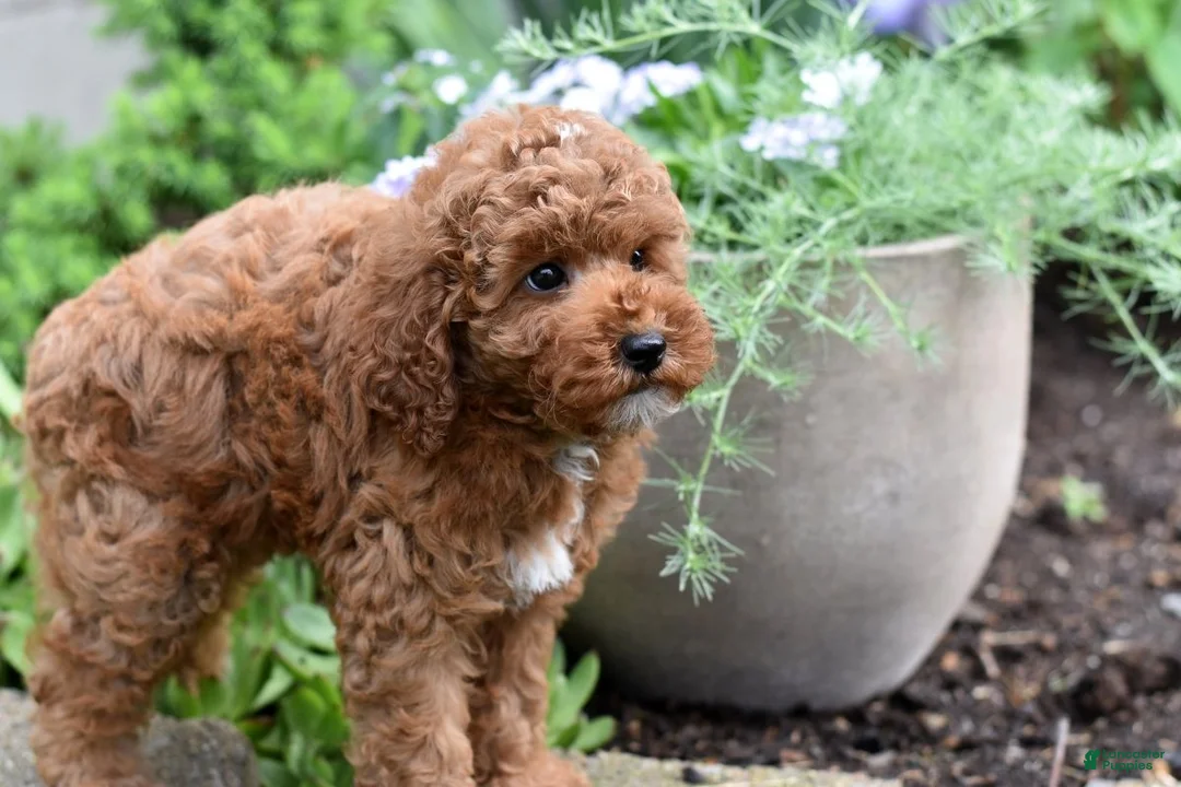 Miniature Poodle dogs for sale: Barney - Ad 2
