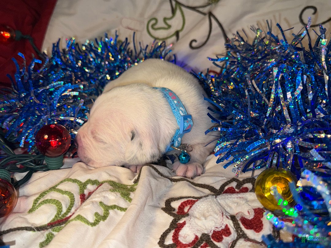 Mixed Breed dogs for sale: Coltonball - Ad 9