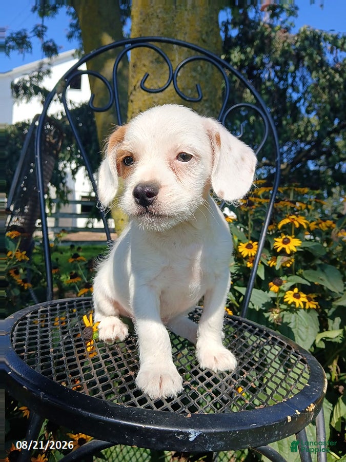 Mixed Breed dogs for sale: Rufus - Ad 4