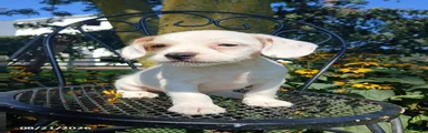 Rufus