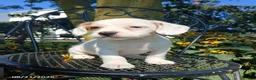 Mixed Breed dogs for sale: Rufus - Ad 1