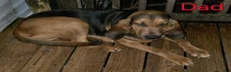 Bloodhound dogs for sale: Bloodhound Puppy 5 - Ad 7