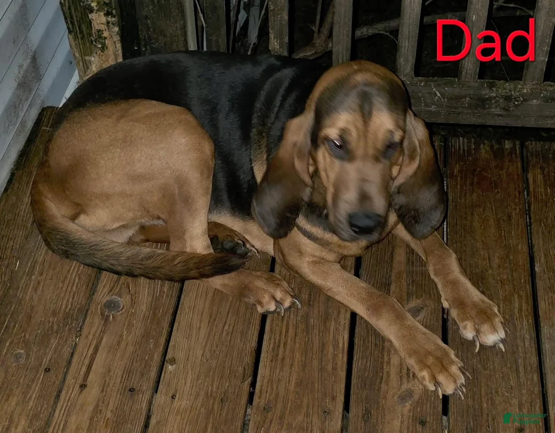 Bloodhound dogs for sale: Bloodhound Puppy 5 - Ad 7