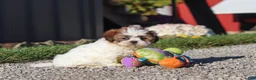 Shih Tzu dogs for sale: Julia - Ad 8