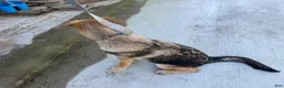 German Shepherd dogs for sale: Desert - Ad 6
