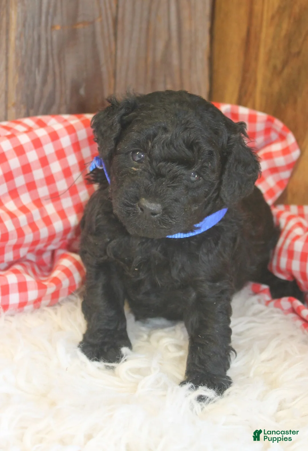 Cavapoo dogs for sale: Arthur - Ad 1