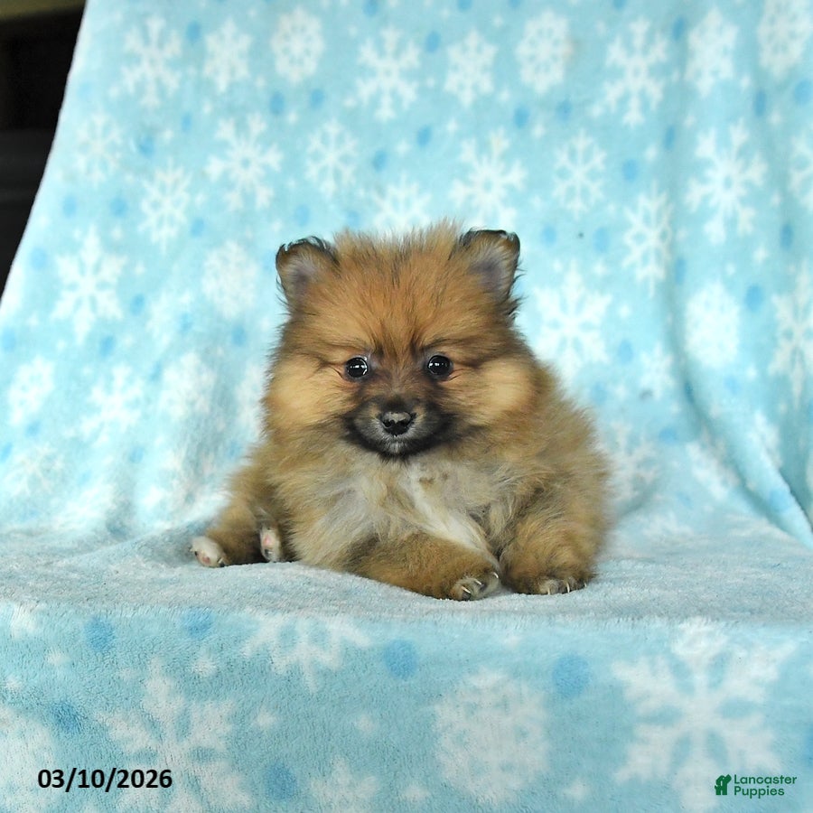 Pomeranian dogs Dozer - Ad 2