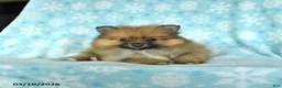 Pomeranian dogs for sale: Dozer - Ad 2