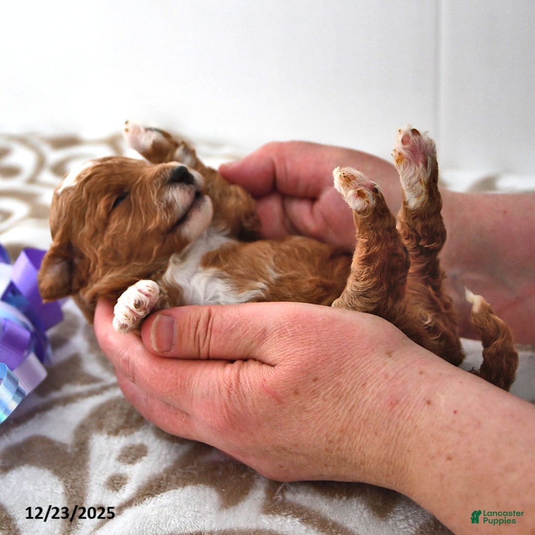 Mini Goldendoodle dogs for sale: Ocean - Ad 9