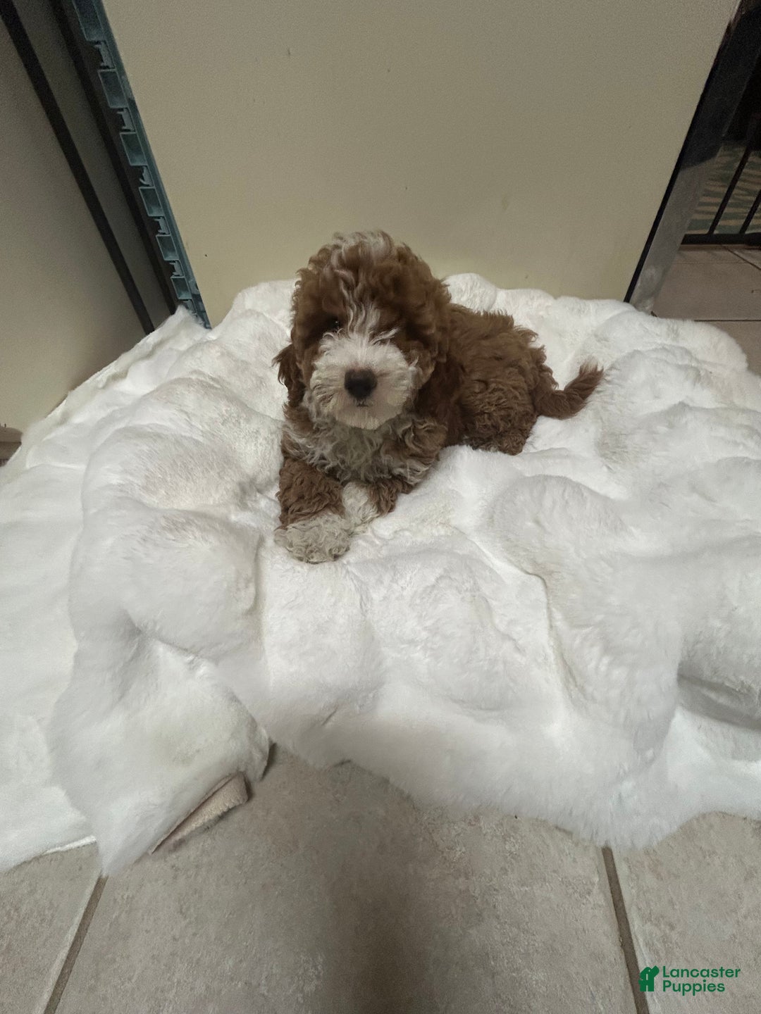 Mini Goldendoodle dogs for sale: Petite Tuxedo Mini Goldendoodle Cinnabun  - Ad 3