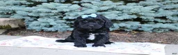 Cavapoo dogs for sale: Randall - Ad 4