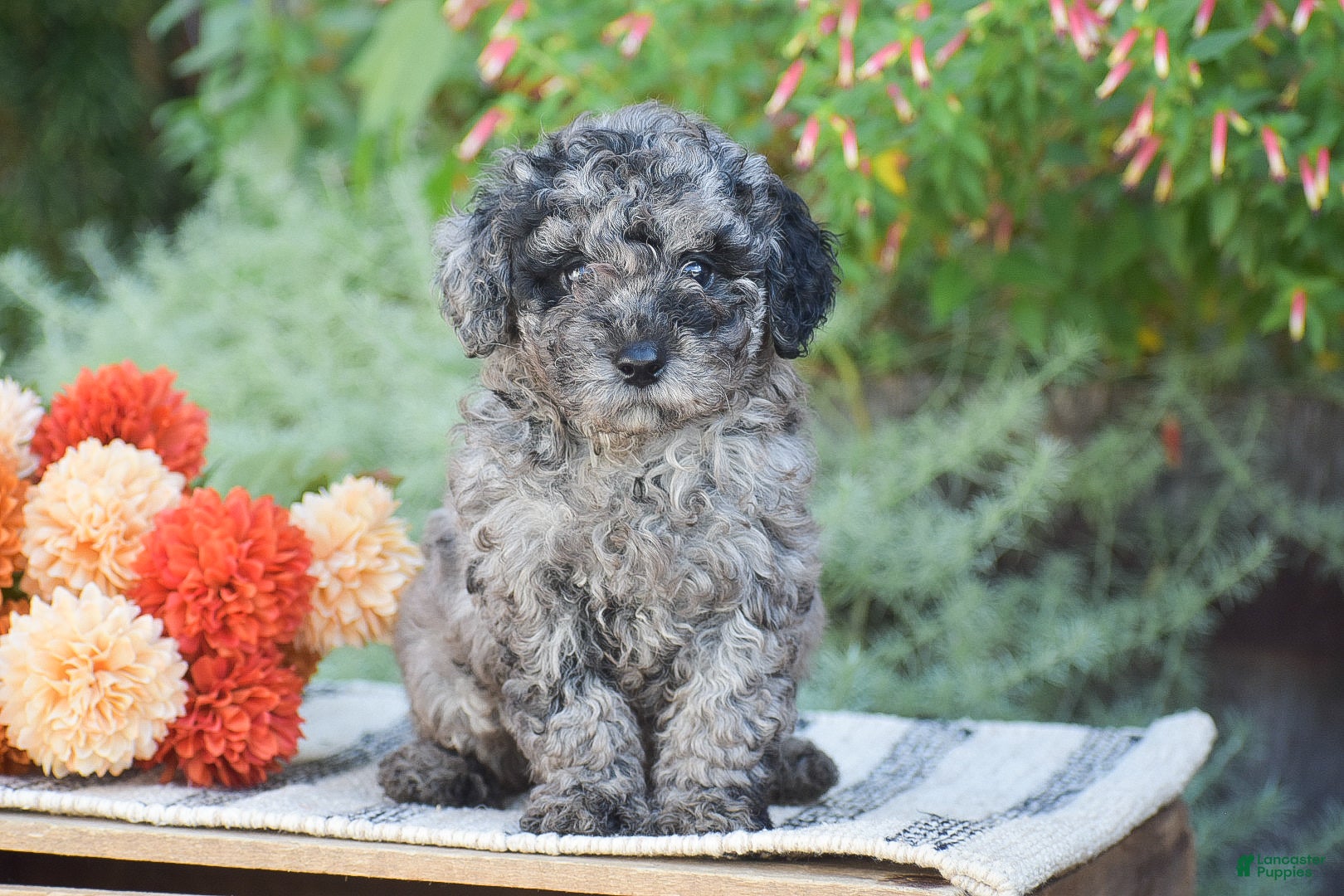 Toy Poodle dogs Blake - Ad 1