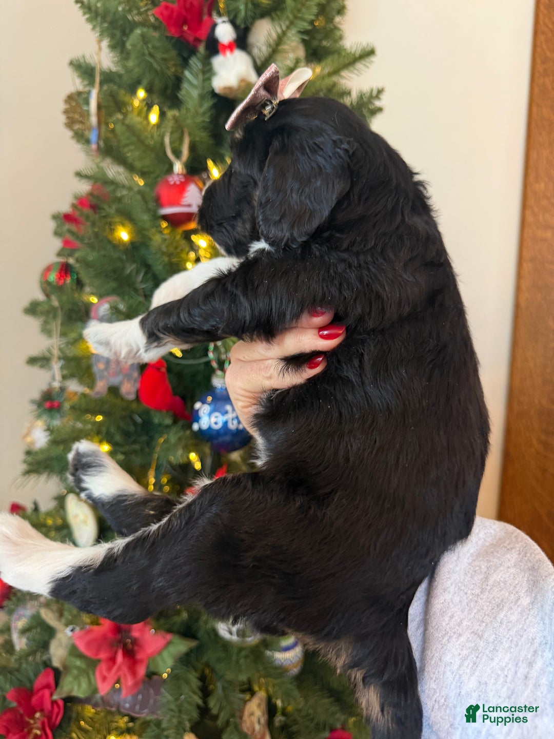 Mixed Breed dogs for sale: Frannie - Ad 10