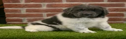 Newfoundland dogs for sale: Betty - Ad 3